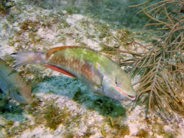076 Redband Parrotfish IMG 5884